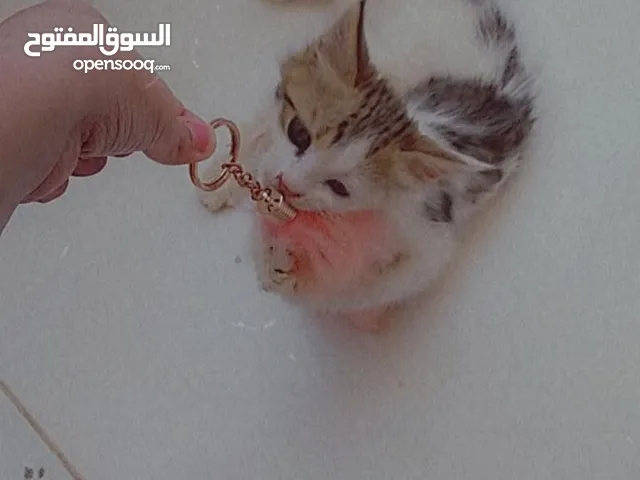 بيع القطط في الاردن