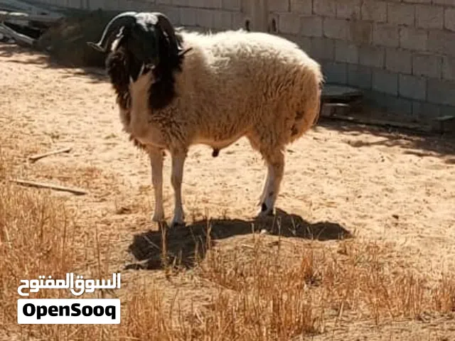 كبش تني ربي يبارك للبيع