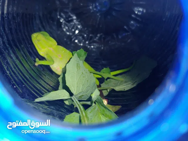 للبيع الحرباء بقدرتها على تغيير لونها    الحرباء بقدرتها على تغيير  الحرباء بقدرتها على تغيير لونها