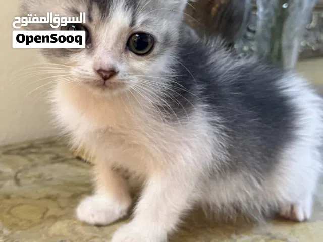 للبيع كتنز سكوتش فولد وستريت
