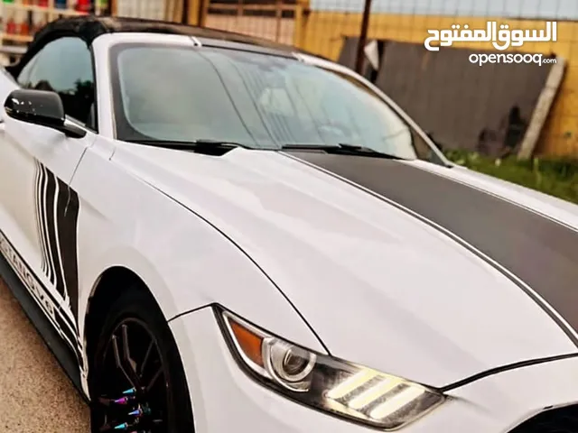 رايد قط التبني