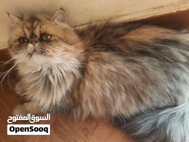 قطه شيرازي لطيفه جدا ومدربه