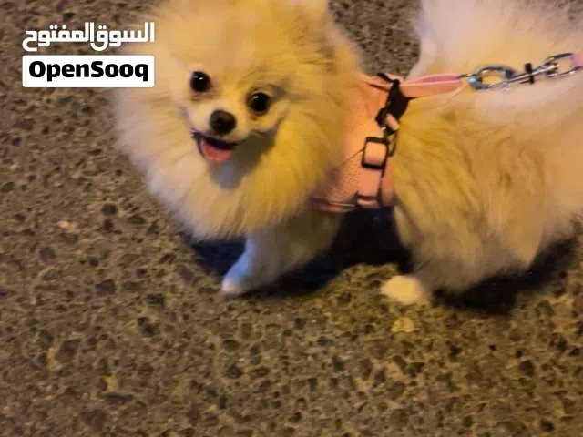 جرو انثى  بيلا