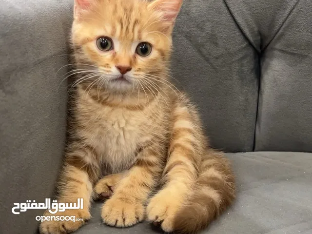 توتي ( شهرين )