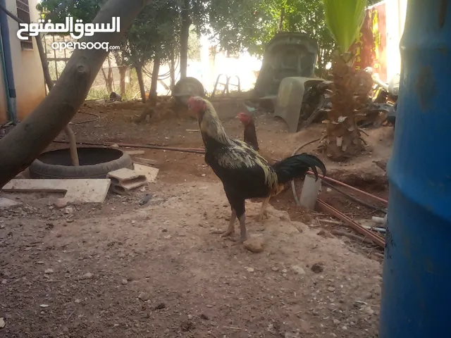 اربد سارع فوعره