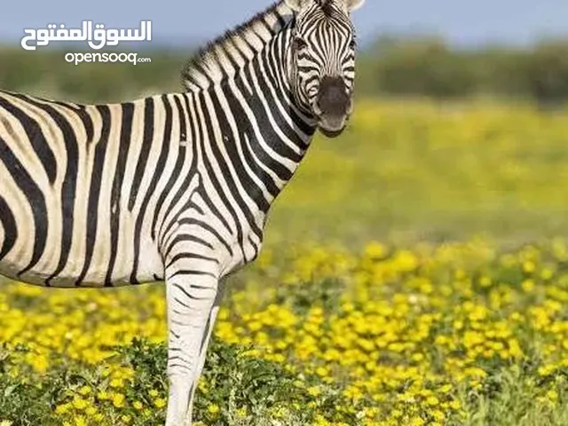 حيوان لطيف كيوت