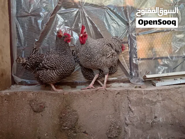بيض دجاج بلايموث روك الامريكي