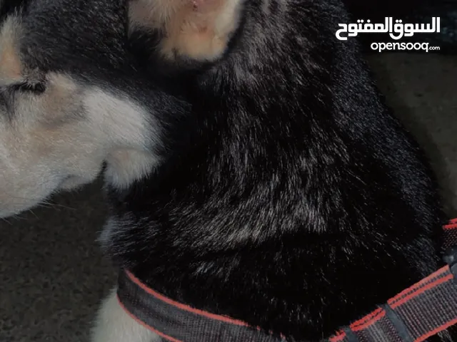 هاسكي أثنى حامل