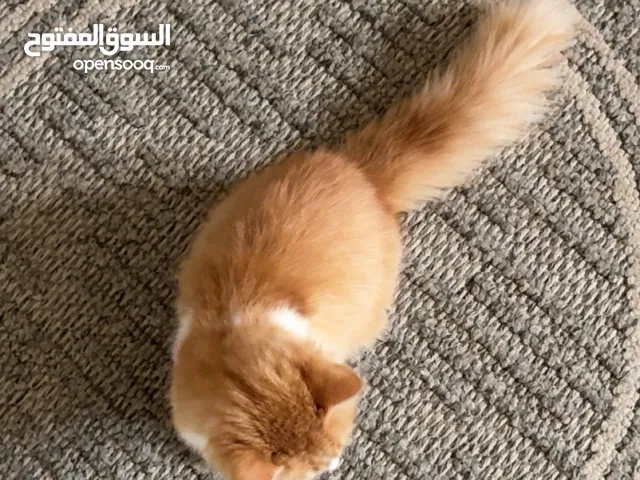 قطة انثى شيرازي للبيع