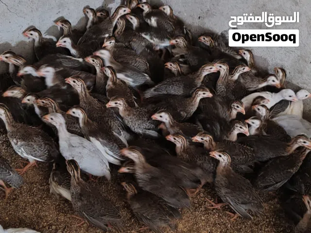 حبشي او كانجا أعمار مختلفه