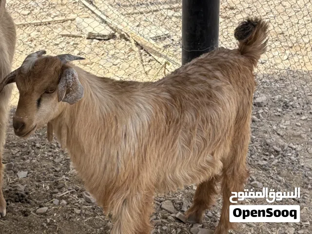 تيوس مطلوب 80 ،75