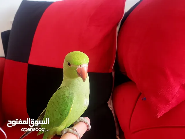 بغبغاء درة هندي اليييف ومدرب