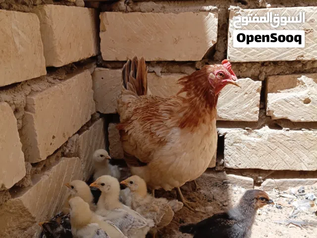 دجاجه عربيه للبيع