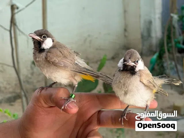بلابل مخاليف أليفات طينه وخشنات واي شكال يرجعن