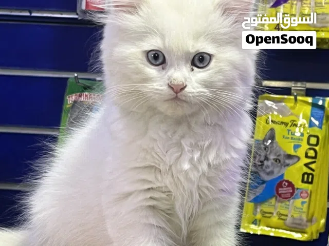 ما شاء الله تبارك الله الحاجات الحلوه هنا قطط شيرازي عمر شهرين حاجه تحفه