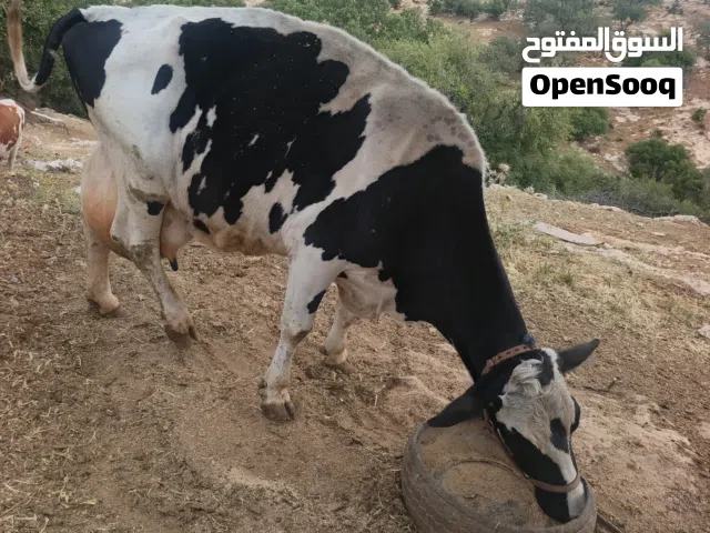 بقره لحم للبيع