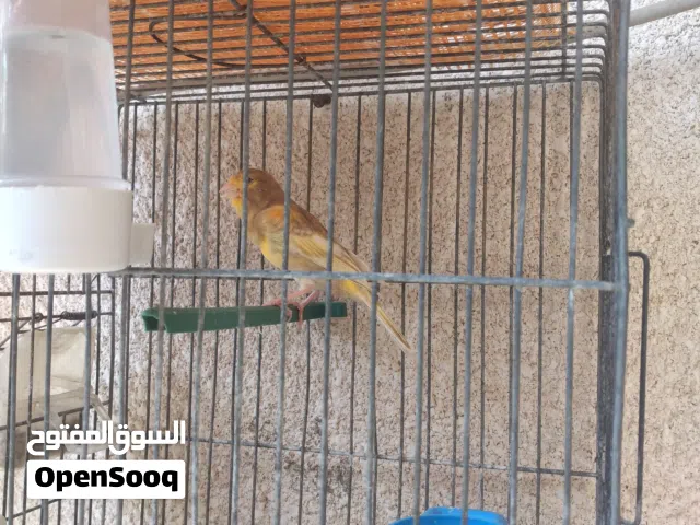 دكركناري  فايو دم صافي عين حمراء
