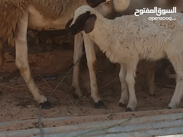 نعجة والدة صغيرة