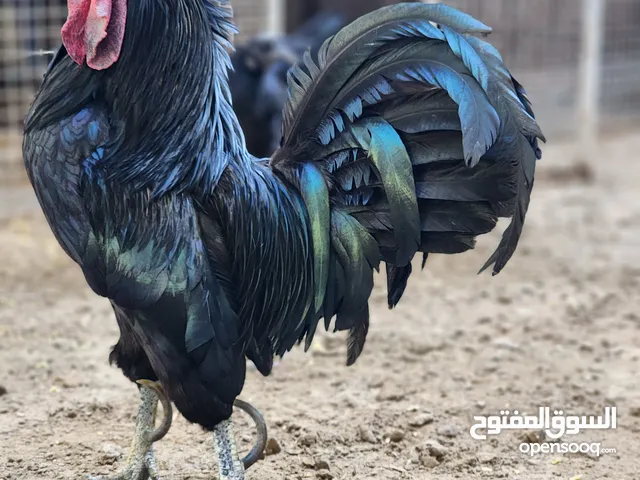 دجاج الاندونيسي