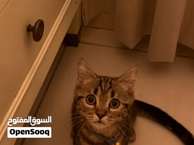 قط بنقال للتبني