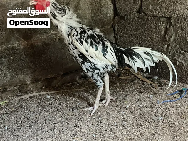 Pakistani Male Hen for sale
