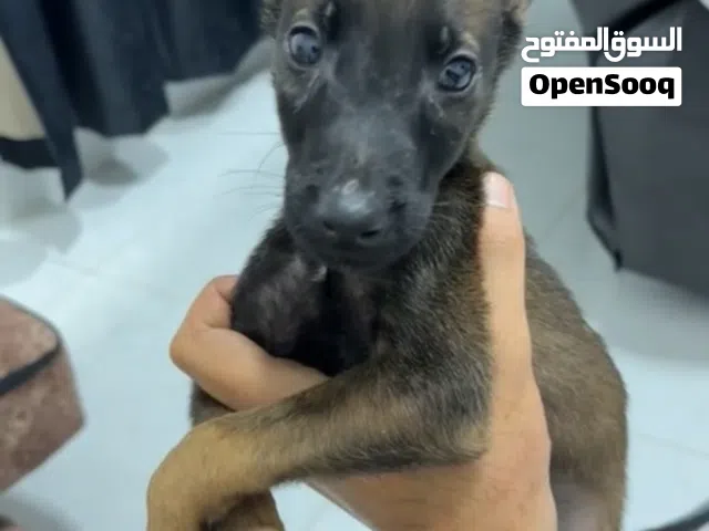 جراوي مانيلوا