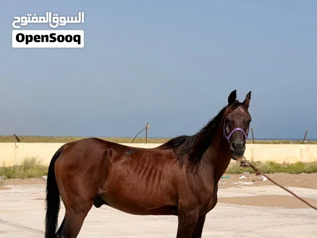 للبیع حصان مخصی