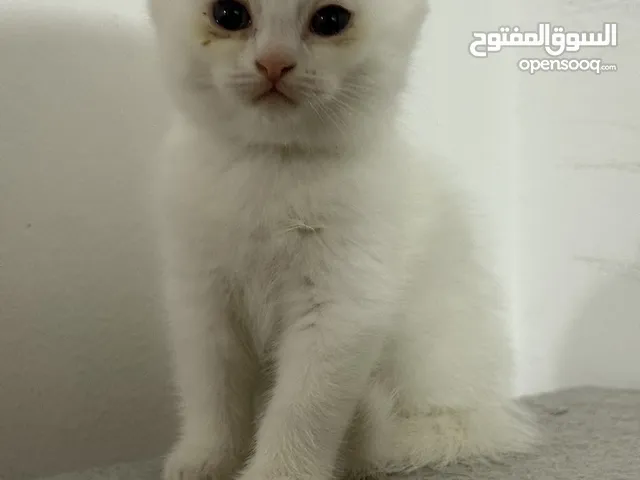 Kittens For sale 20 bd for one