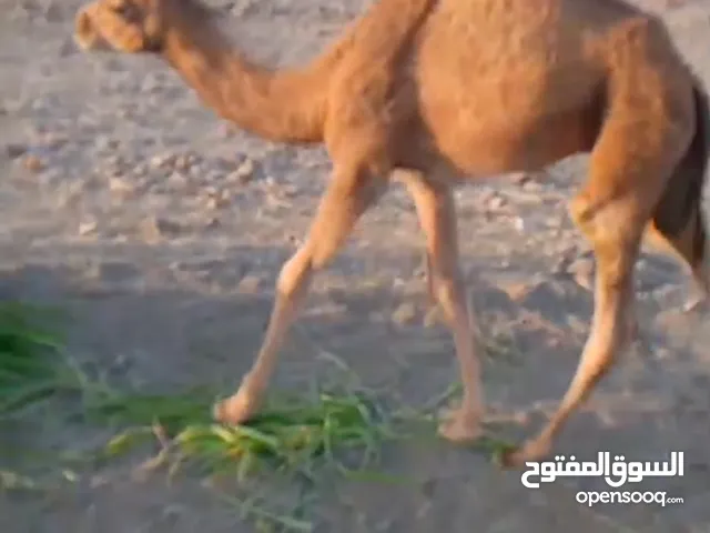 قعود للبيع