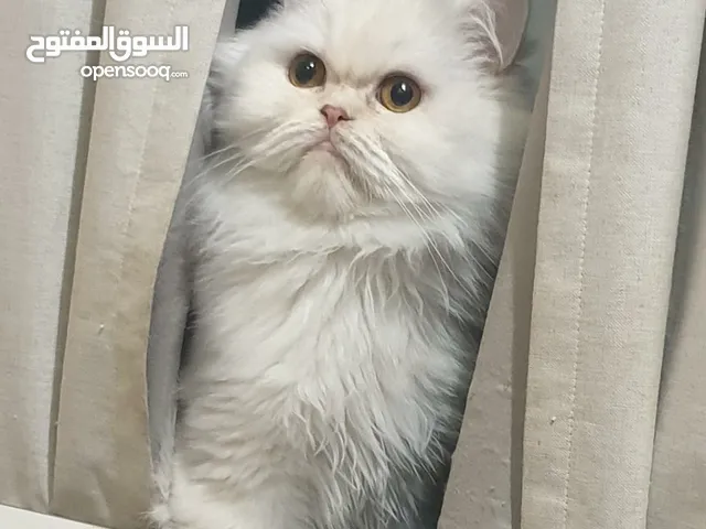 قطة شيرازية مع دفتر صحي