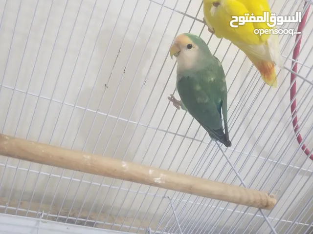 زوج روز منتج