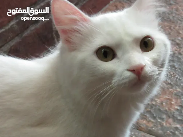 قطط للتبني(ذكر/أنثى)