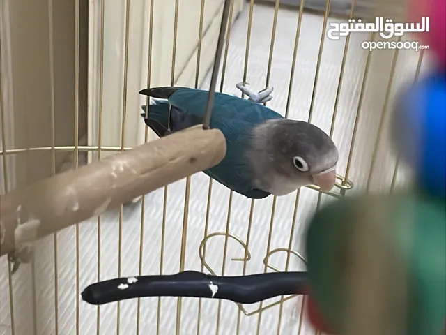 للبيع فيشر