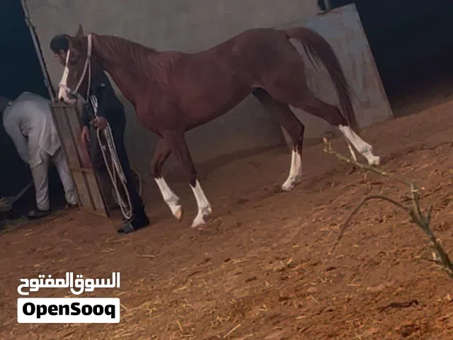 فلوه عربيه بنت سياهو أو افاري ب سعي
