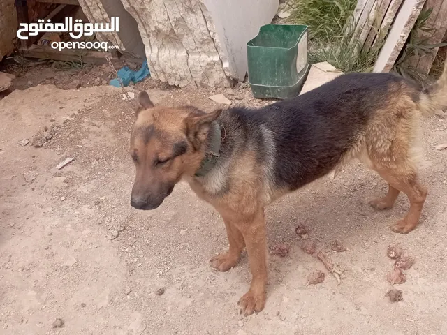 كلب جيرمن شيبرد و هاسكي و الماني و كلاب اخري للبيع