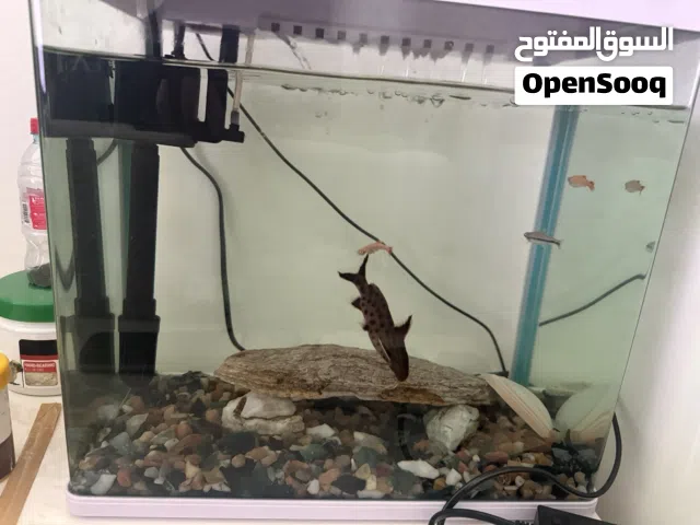 Aquarium size 33x20 with lights and filter a pair of synodontis petricola fish