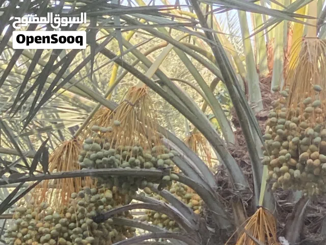 السلام عليكم ورحمة الله وبركاته