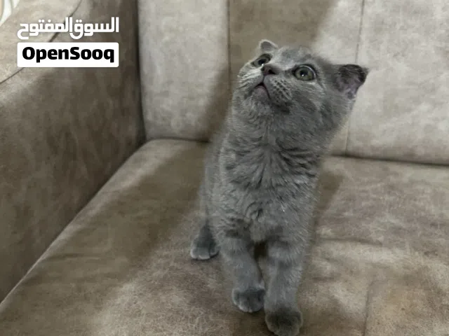 سكوتش فولد شورت