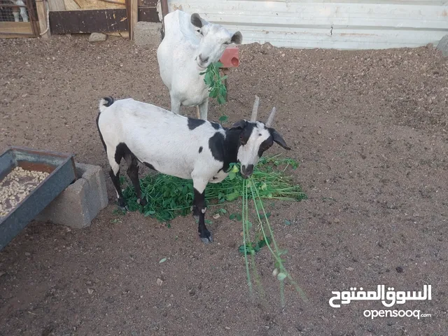 للبيع غنم هنتين صلاليه اصل
