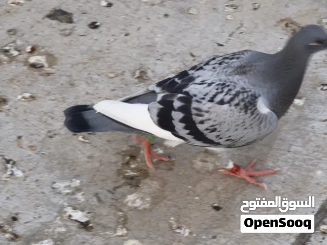 فرخات زواجل طينه بعدهن ماطايرات توة يلكطن سعر الزوج خمسه وثلاثين قفل مكاني ابو الخصيب العوجه صحه ونض