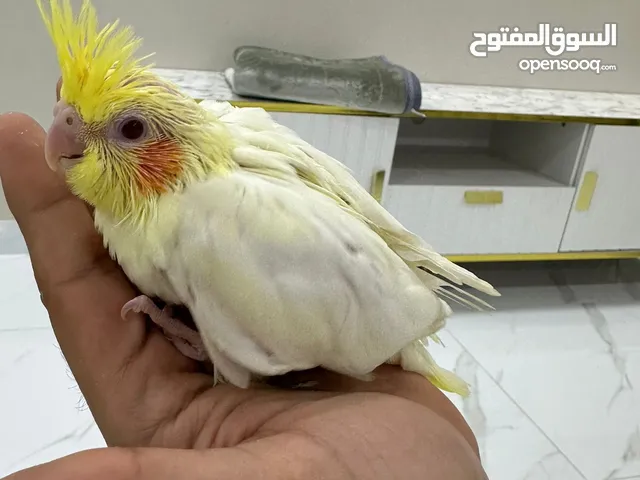 للبيع فروخ كوكتيل الوان مختلفه