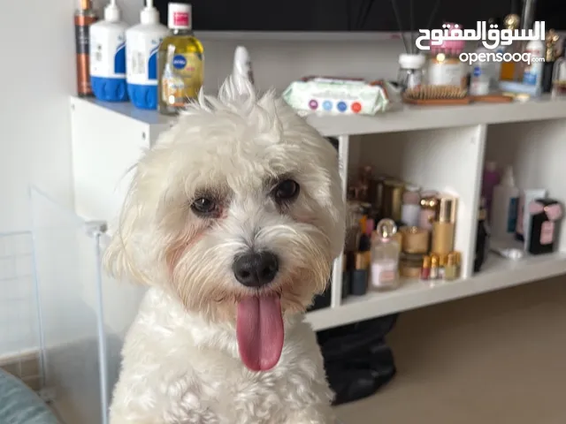 كلب مالتيز ابيض ذكر ، لعوب مع الاطفال جدًا ونظيف