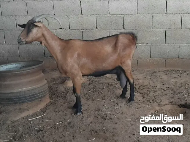 عنز نوع فرنسي