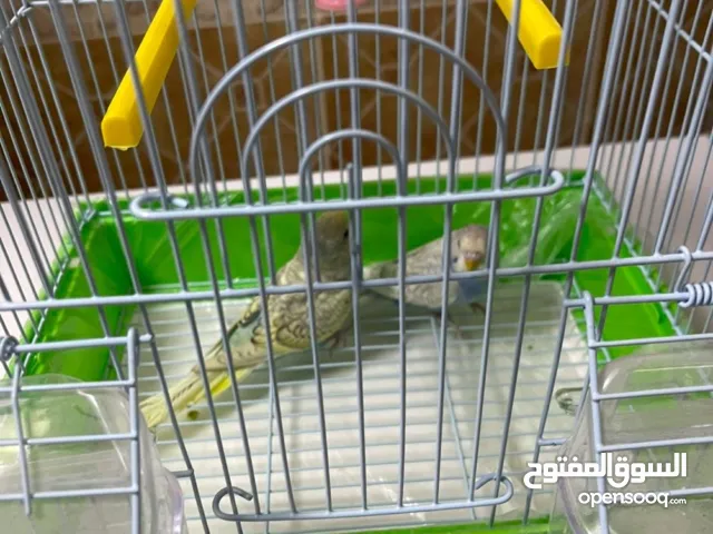 عصفور الحب باجي مع القفص