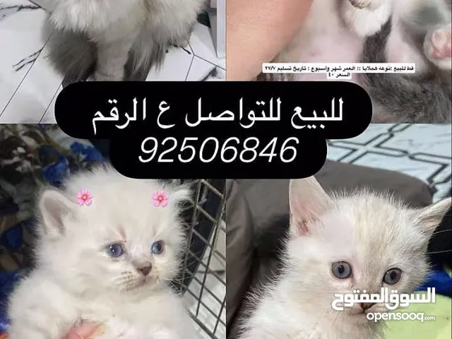 إعلان قطط للبيع لكثرة القطط