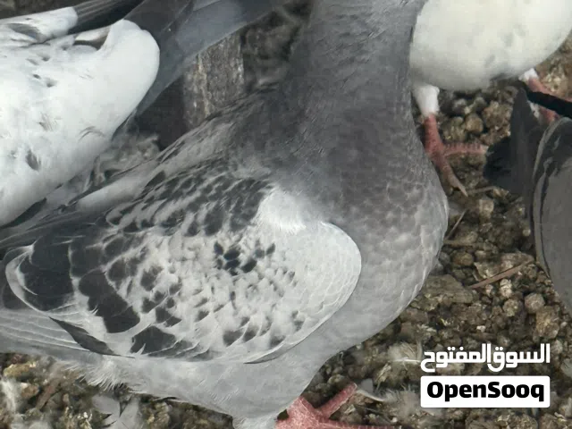 طبات حمام فروخ