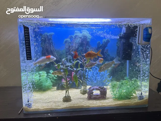 حوض سمك  شبه جديد يحتوي على:  8 اسماك  معقمات ماء  اكل سمك  الزينة كاملة  مضخة اوكسجين  فلتر 6 واط