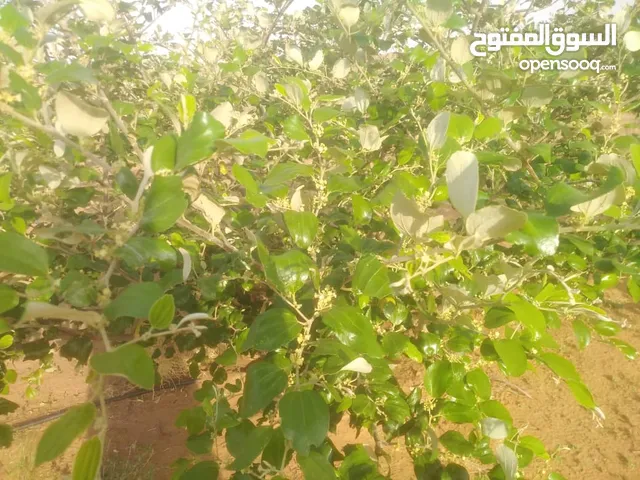 مشروع زراعي للبيع مساحته الارض 28 فدان يوجد بيه مصدر كهرباء طاقه شمسيه ومصدر ري بئر ماء يوجد بيه