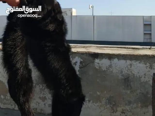 كلبي جولدن ذكّر وانثي