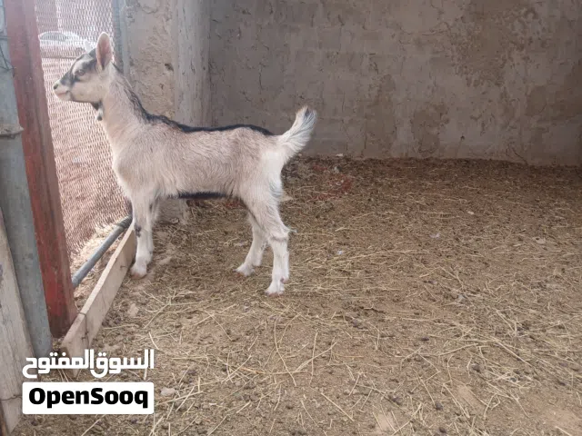 جدي الاب و الام سانين عمره شهر ونصف  المكان الزاوية الغرب